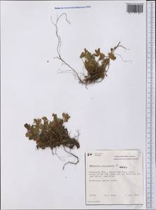 Sibbaldia procumbens L., America (AMER) (Canada)