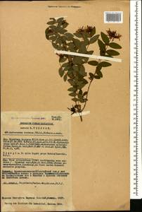 Hypericum xylosteifolium (Spach) Robson, Caucasus, Georgia (K4) (Georgia)