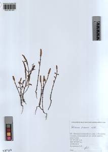 KUZ 003 541, Salicornia europaea L., Siberia, Altai & Sayany Mountains (S2) (Russia)