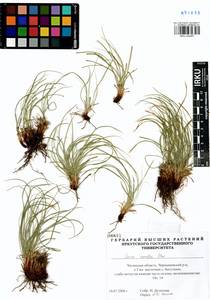 Carex callitrichos var. nana (H.Lév. & Vaniot) S.Yun Liang, L.K.Dai & Y.C.Tang, Siberia, Baikal & Transbaikal region (S4) (Russia)