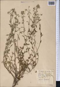 Ziziphora clinopodioides Lam., Middle Asia, Western Tian Shan & Karatau (M3) (Kyrgyzstan)