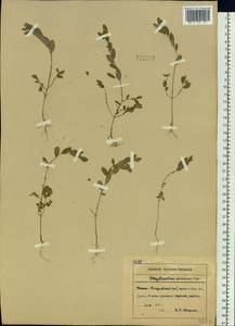 Phyllanthus ussuriensis Rupr. & Maxim., Siberia, Russian Far East (S6) (Russia)