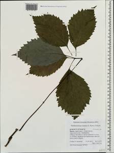 Parthenocissus inserta (A. Kern.) Fritsch, Crimea (KRYM) (Russia)