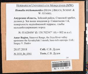 Homalia trichomanoides (Hedw.) Brid., Bryophytes, Bryophytes - Russian Far East (excl. Chukotka & Kamchatka) (B20) (Russia)