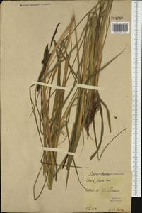 Carex elata All., Western Europe (EUR) (Poland)