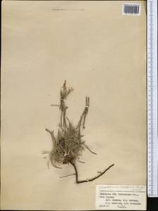 Acantholimon setiferum Bunge, Middle Asia, Western Tian Shan & Karatau (M3) (Kazakhstan)