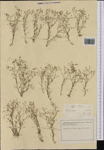 Spergularia segetalis (L.) G. Don fil., Western Europe (EUR) (France)