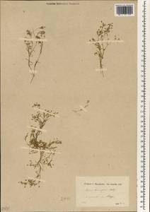 Sabulina tenuifolia subsp. tenuifolia, South Asia, South Asia (Asia outside ex-Soviet states and Mongolia) (ASIA) (Syria)