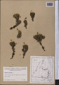 Diapensia lapponica L., America (AMER) (Canada)
