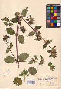 MHA 0 154 720, Ballota nigra L., Eastern Europe, South Ukrainian region (E12) (Ukraine)