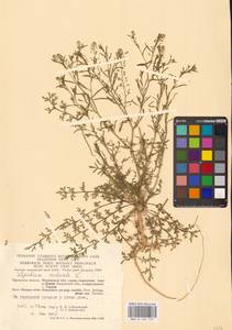 Lepidium ruderale L., Eastern Europe, Central region (E4) (Russia)