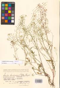 Rorippa brachycarpa (C.A.Mey.) Hayek, Eastern Europe, Lower Volga region (E9) (Russia)