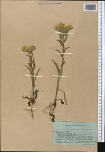 Pentanema britannicum (L.) D. Gut. Larr., Santos-Vicente, Anderb., E. Rico & M. M. Mart. Ort., Middle Asia, Northern & Central Kazakhstan (M10) (Kazakhstan)