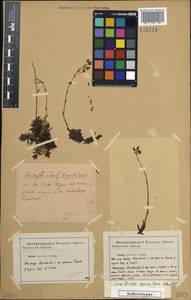 Saxifraga bronchialis subsp. bronchialis, Siberia, Baikal & Transbaikal region (S4) (Russia)