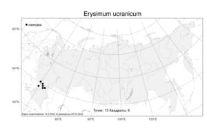 Erysimum ucranicum J.Gay, Atlas of the Russian Flora (FLORUS) (Russia)