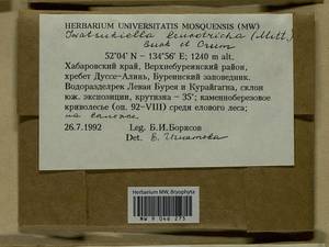 Iwatsukiella leucotricha (Mitt.) W.R. Buck & H.A. Crum, Bryophytes, Bryophytes - Russian Far East (excl. Chukotka & Kamchatka) (B20) (Russia)