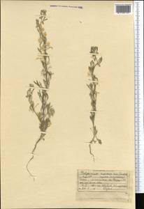 Delphinium rugulosum Boiss., Middle Asia, Muyunkumy, Balkhash & Betpak-Dala (M9) (Kazakhstan)