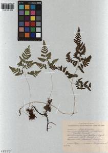 Gymnocarpium jessoense, Siberia, Altai & Sayany Mountains (S2) (Russia)