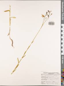 Campanula patula L., Eastern Europe, Central region (E4) (Russia)