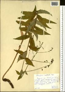 Adenophora sublata Kom., Siberia, Russian Far East (S6) (Russia)