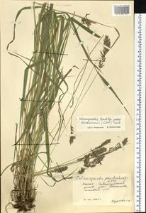 Calamagrostis korotkyi Litv., Siberia, Baikal & Transbaikal region (S4) (Russia)