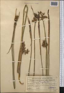 Schoenoplectus triqueter (L.) Palla, Middle Asia, Syr-Darian deserts & Kyzylkum (M7) (Kazakhstan)