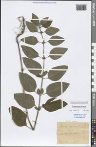 Mentha arvensis L., Eastern Europe, Central forest-and-steppe region (E6) (Russia)