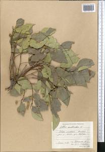 Celtis caucasica Willd., Middle Asia, Pamir & Pamiro-Alai (M2) (Tajikistan)
