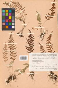 Sitobolium hirsutum (Sw.) L. A. Triana & Sundue, Siberia, Russian Far East (S6) (Russia)