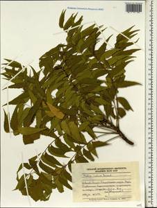 Azadirachta indica A. Juss., South Asia, South Asia (Asia outside ex-Soviet states and Mongolia) (ASIA) (Yemen)