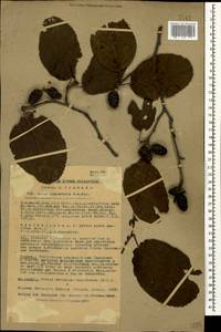 Alnus subcordata C.A.Mey., Caucasus, Azerbaijan (K6) (Azerbaijan)