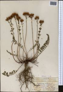 Hypericum scabrum L., Middle Asia, Northern & Central Tian Shan (M4) (Kazakhstan)