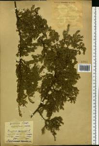 Juniperus communis L., Eastern Europe, Eastern region (E10) (Russia)