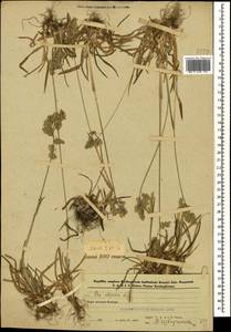 Poa alpina L., Caucasus, Azerbaijan (K6) (Azerbaijan)