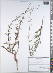 Scrophularia variegata M. Bieb., Caucasus, Dagestan (K2) (Russia)
