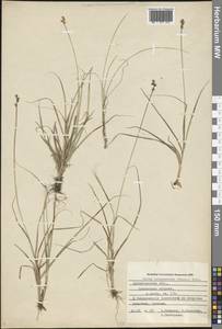 Carex brunnescens (Pers.) Poir., Eastern Europe, Northern region (E1) (Russia)