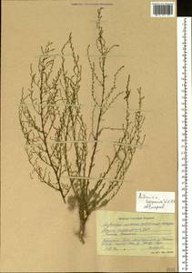 Artemisia scoparia Waldst. & Kit., Siberia, Altai & Sayany Mountains (S2) (Russia)