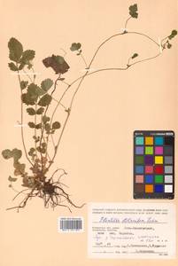 Potentilla stolonifera Lehm. ex Ledeb., Siberia, Chukotka & Kamchatka (S7) (Russia)
