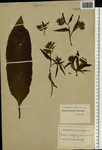 Symphytum officinale L., Eastern Europe, South Ukrainian region (E12) (Ukraine)