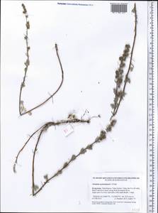 Artemisia aschurbajewii C. Winkl., Middle Asia, Western Tian Shan & Karatau (M3) (Kyrgyzstan)