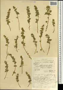 Artemisia rutifolia Steph. ex Spreng., Mongolia (MONG) (Mongolia)