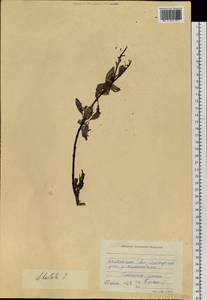 Salix hastata L., Siberia, Chukotka & Kamchatka (S7) (Russia)