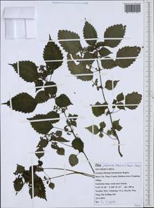 Achudemia japonica Maxim., South Asia, South Asia (Asia outside ex-Soviet states and Mongolia) (ASIA) (China)