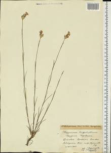 Dianthus borbasii, Eastern Europe, Moscow region (E4a) (Russia)