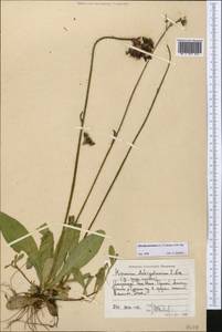 Pilosella aurantiaca subsp. aurantiaca, Middle Asia, Northern & Central Tian Shan (M4) (Kyrgyzstan)