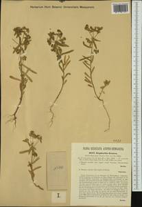 Euphorbia taurinensis All., Western Europe (EUR) (Hungary)