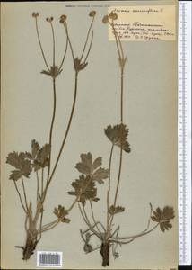 Anemonastrum protractum (Ulbr.) Holub, Middle Asia, Pamir & Pamiro-Alai (M2) (Tajikistan)