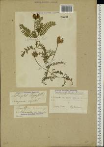 Astragalus danicus Retz., Eastern Europe, Volga-Kama region (E7) (Russia)