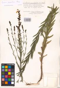 MHA 0 159 255, Linaria biebersteinii Besser, Eastern Europe, Lower Volga region (E9) (Russia)