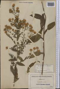 Symphyotrichum laeve (L.) Á. Löve & D. Löve, America (AMER) (United States)